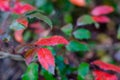 Red-green leaves of Magnonia papillifolia MahÃÂnia aquifÃÂlium or Berberis aquifolium Pursh.